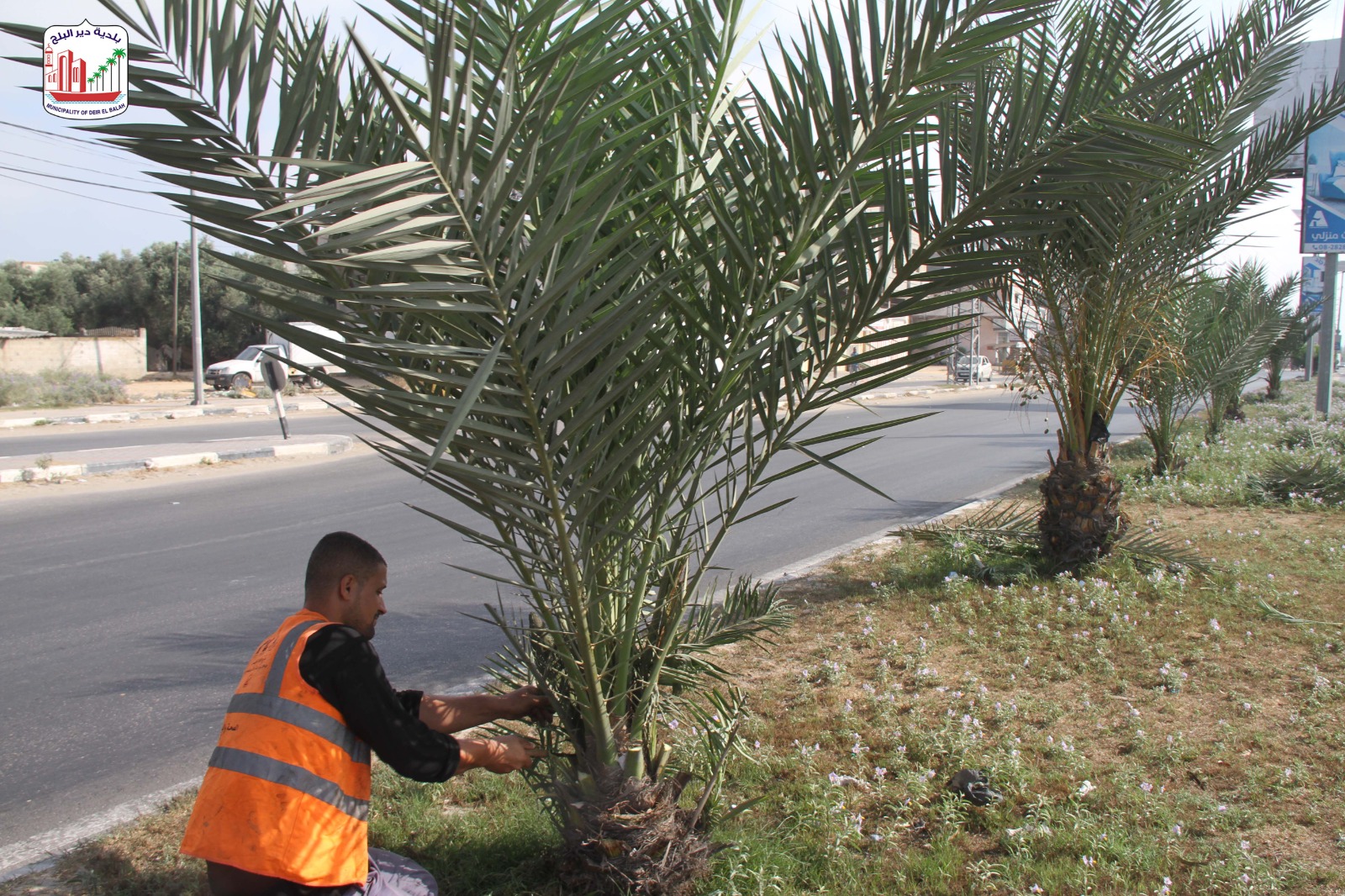 لتحسين الجوانب البيئية: بلدية دير البلح تواصل تقليم الأشجار بشارع صلاح الدين الرئيسي