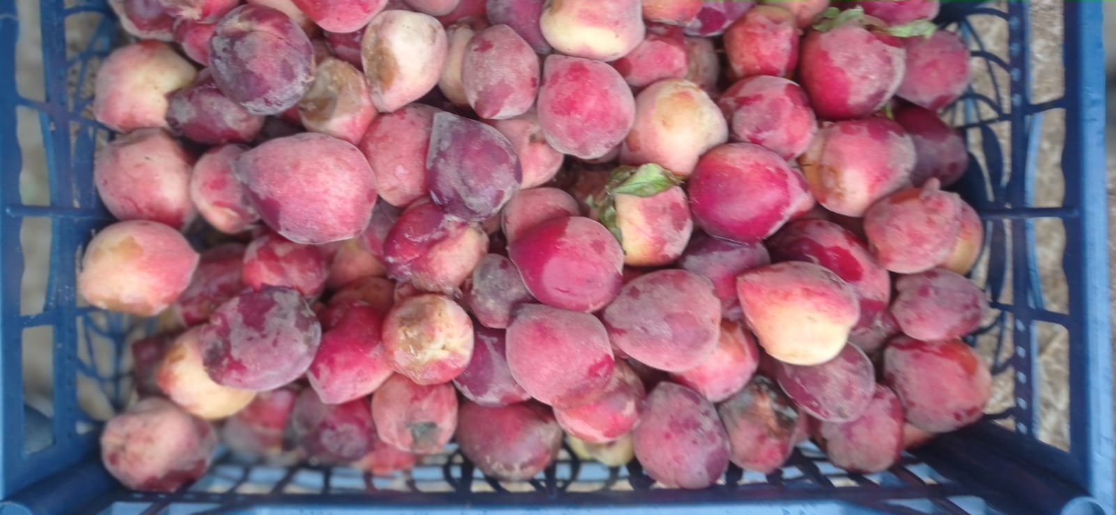 بلدية دير البلح: إتلاف كميات من الموز والخوخ الفاسد بالتزامن مع استمرار الجولات الميدانية للأسواق