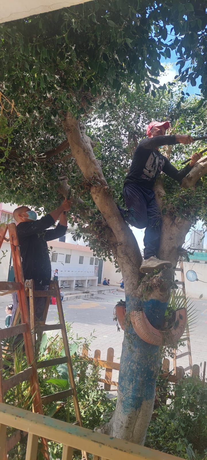 في إطار التعاون المشترك... قسم الحدائق يقوم بتقليم الأشجار بمدرسة رودلف فلتر