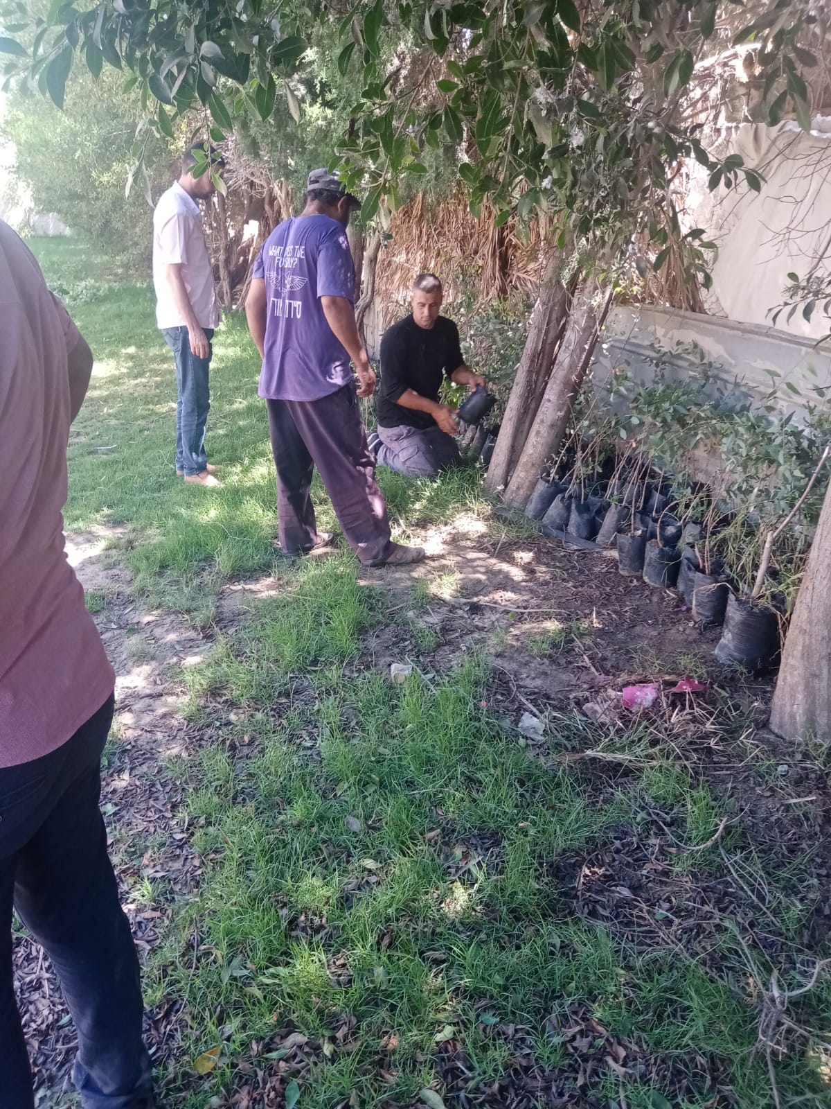 قسم الحدائق والمتنزهات ببلدية دير البلح خلال قيامهم بمعالجة سوسة النخيل بمنتزه البلدية والقضاء