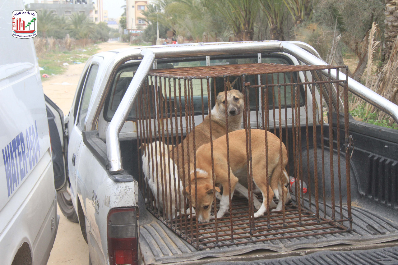 بلدية دير البلح مستمرة في حملة مكافحة الكلاب الضالة بالمدينة وترحيلها لمحمية مؤقتة