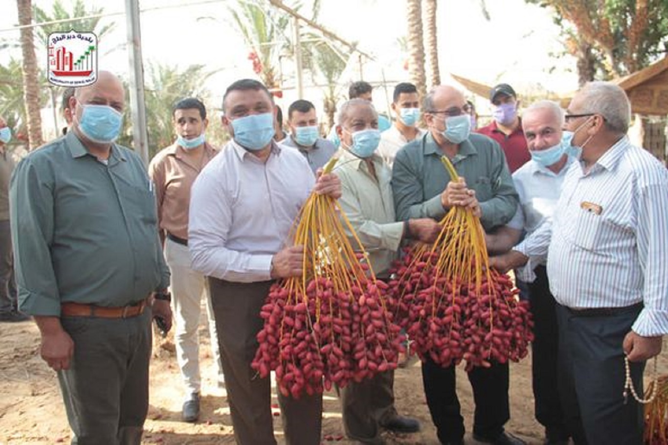 بلدية دير البلح ووزارة الزراعة تفتتحان موسم جني ثمار البلح
