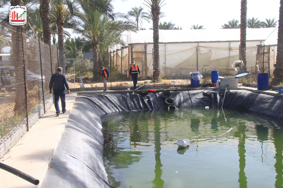 بلدية دير البلح تبدأ بمكافحة حشرة البعوض بالمدينة