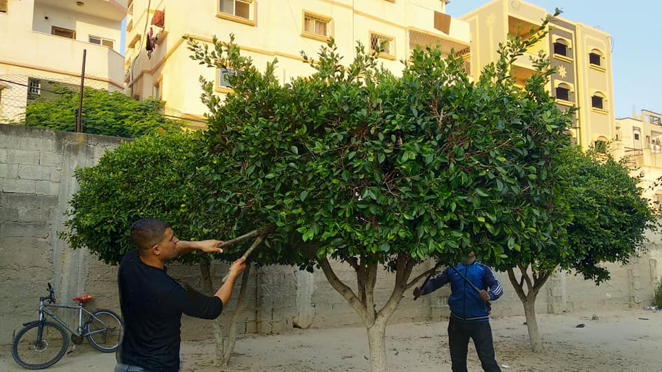 قسم الحدائق والمتنزهات ببلدية دير البلح يقوم بتقليم الأشجار بمدرسة العائشية الأساسية للبنات