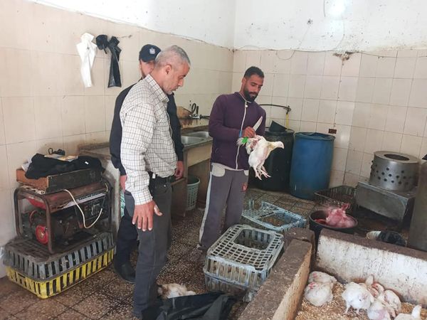 بلدية دير البلح... استمرار جولات المتابعة وإتلاف كمية من الدجاج المريض