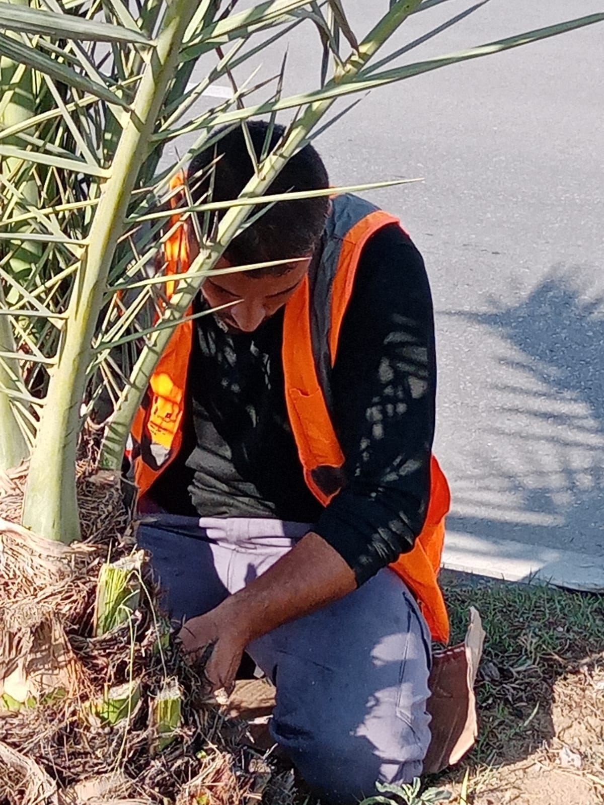 تواصل تقليم الأشجار وتنظيف المزروعات على شارع صلاح الدين