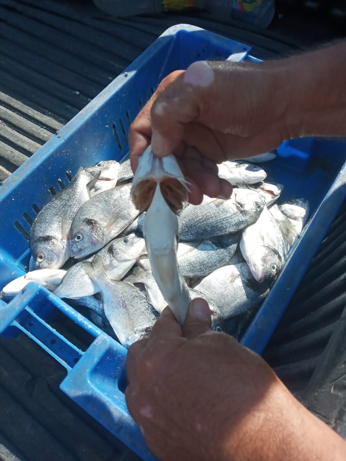 إتلاف كمية من سمك الدينيس صباح اليوم خلال متابعة سوق الثلاث الأسبوعي